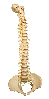 La colonne vertebrale… Mieux la connaître pour éviter les maux de dos